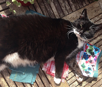 Cat lying on patchwork pieces, by Adrienne Wyper, on her Made it! blog http://made-it-made-it.blogspot.co.uk