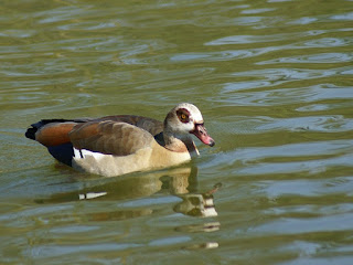 Ouette d'Egypte - Oie d'Egypte - Alopochen aegyptiacus 