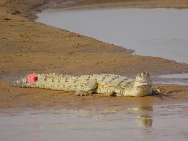 Gharial Rearing Centre, Deori