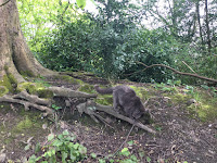 Photo by Sheila Webber of a grey cat blending into the background of a tree in a park in April 2024