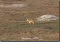 coyote1