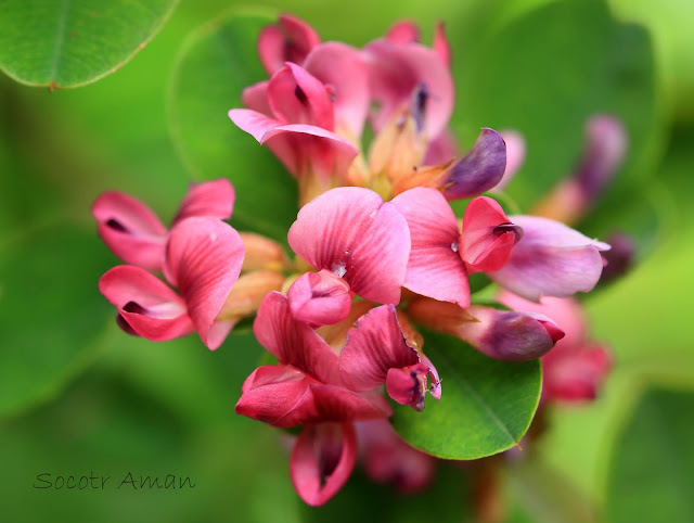 Lespedeza bicolor