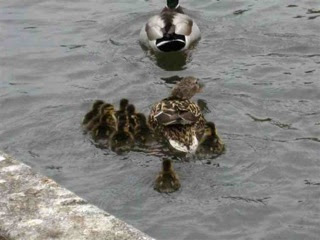 A True Duck Story from Saskatoon