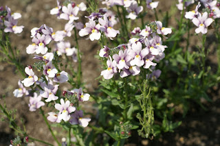 Nemesia fruticans 'Aromatica Violet Ice'