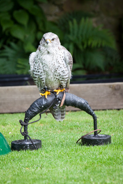 Golspie-Dunrobin castel-Spettacolo di falconeria