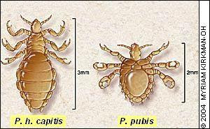 Pediculus humanus corporis y Phthirius pubis o inguinalis.