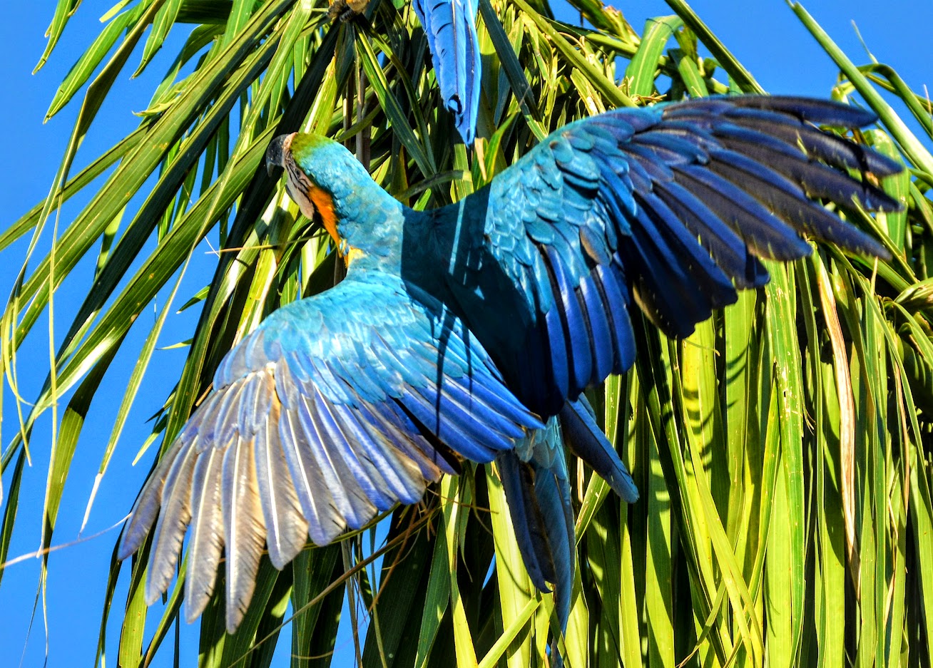 Ara bleu et jaune - Les 7 oiseaux emblématiques du Brésil