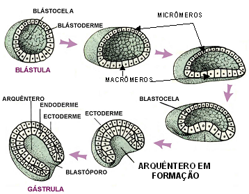 Resultado de imagem para esquema do desenvolvimento embrionario atÃ© a formaÃ§Ã£o do arquentero
