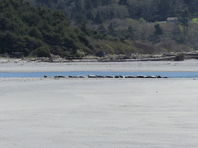 lots of seals