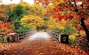 Japan Autumn 7D6N <br/> Rp 10,000,000