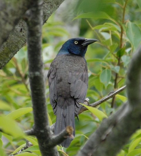 female common grackle. common grackle female.