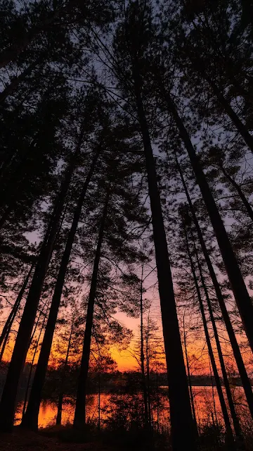 Árvores, Lago, Crepúsculo, Pôr do Sol