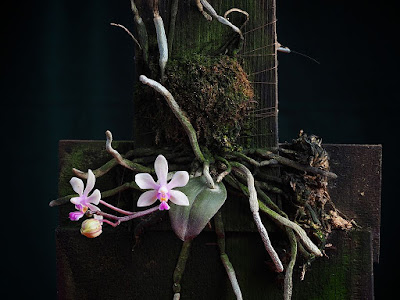 Phalaenopsis wilsonii care and culture