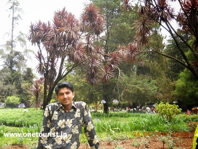 ooty botnical garden , tea factory , tea making , tamilnadu , india 