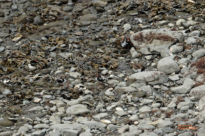 キョウジョシギ　≪Ruddy Turnstone≫