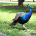 Peacock at the Crandon Park Beach