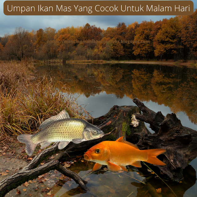 Umpan Ikan Mas Yang Cocok Untuk Malam Hari