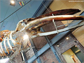 Esqueleto de KOBO en el Museo de las Ballenas de New Bedford