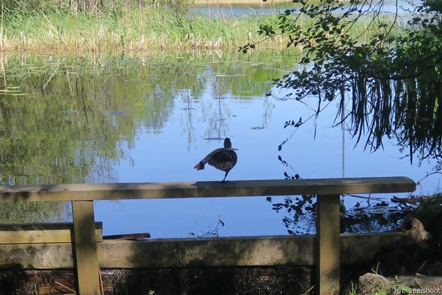 Duck stretching its leg after a snooze.