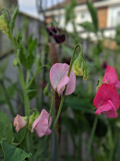 Sweet Peas in the garden