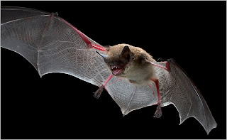 Bats as Flying Rats Unique Among Mammals.