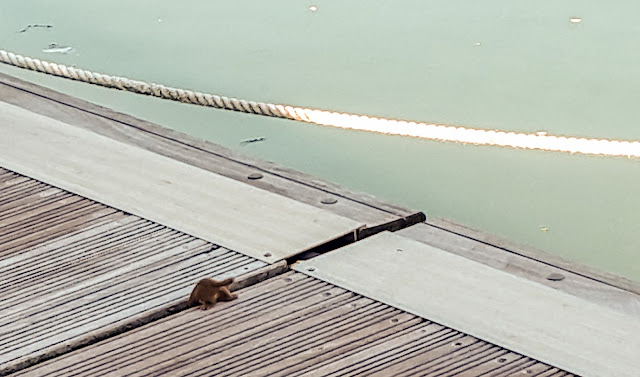 Photo of the weasel disappearing down a gap in the pontoons