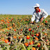 AGRICULTURA: Governador pede insenção de ICMS da Produção de Tomate