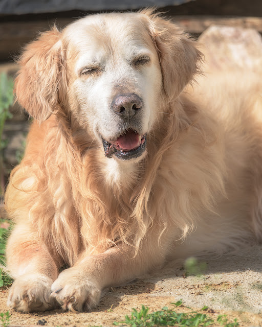 golden retriever de 13 años disfrutando de un baño de sol