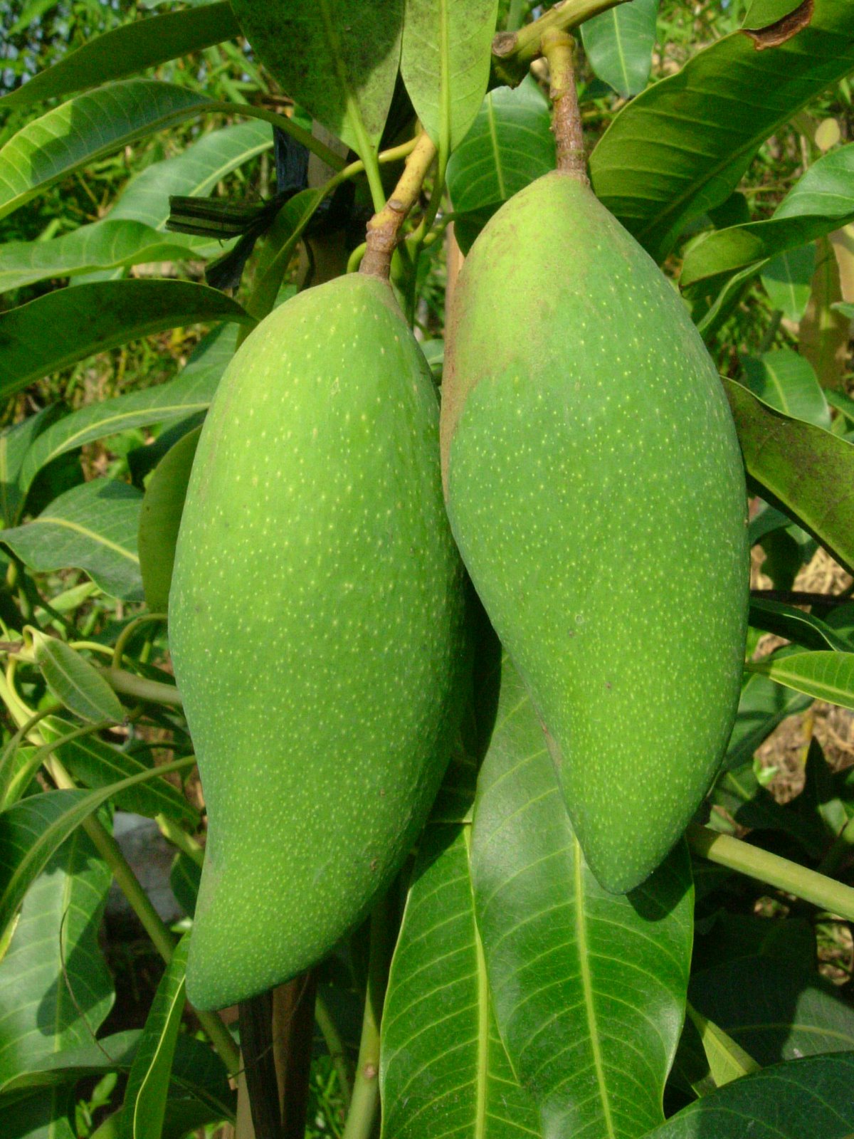 History Of Mango in the workd