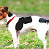 Jack Russell Terrier - Dog Breeds Jack Russell