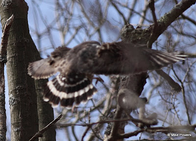 Broad-winged Hawk in flight