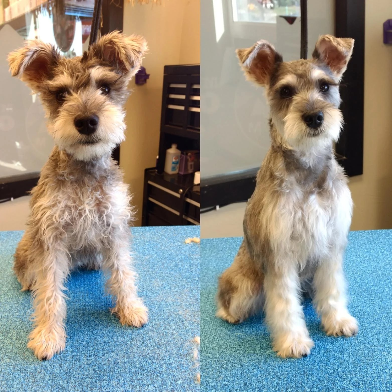 Brushing result For a Miniature Schnauzer