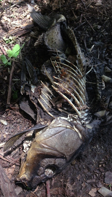 dead fish ashore