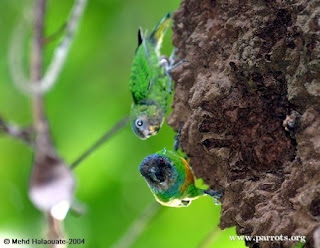 Burung Nuri Kate Geelvink - Ukuran Terkecil Endemik Indonesia