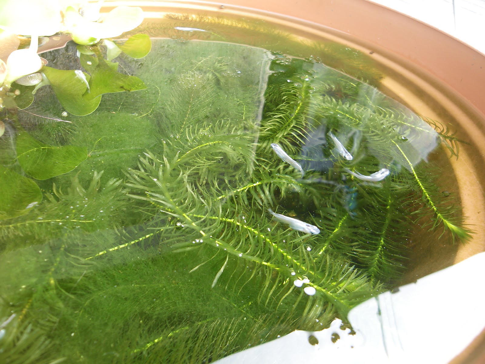 水草 マツモ