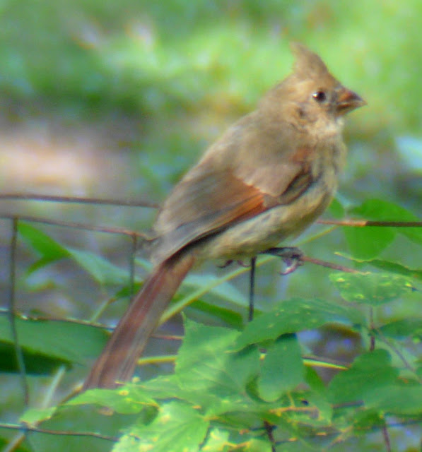 Cardinal Bird Information