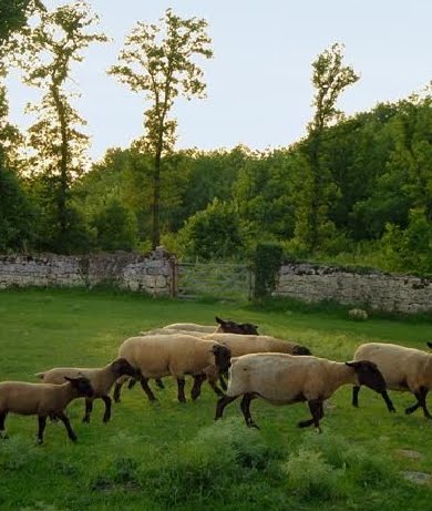 Countryside, Le Logis de Puygaty Bed and Breakfast as seen on linenandlavender.net