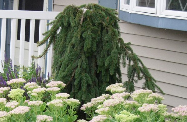 Weeping Trees For Landscaping