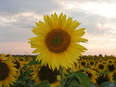 sunflower pictures