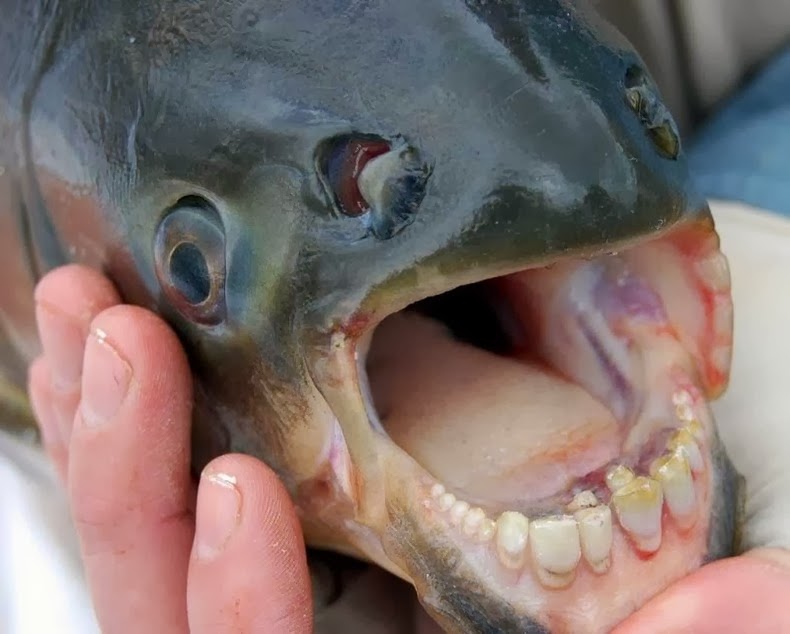 pacu-fish-6