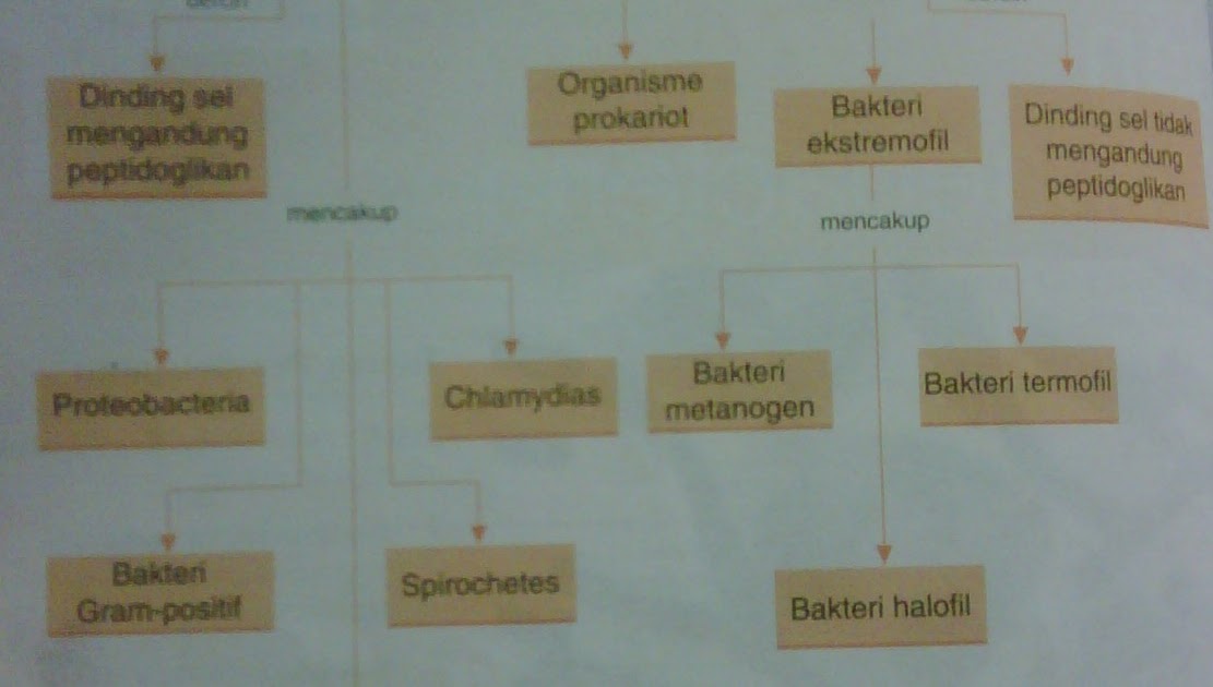 Biology Bab 4 Eubacteria dan Archaebacteria