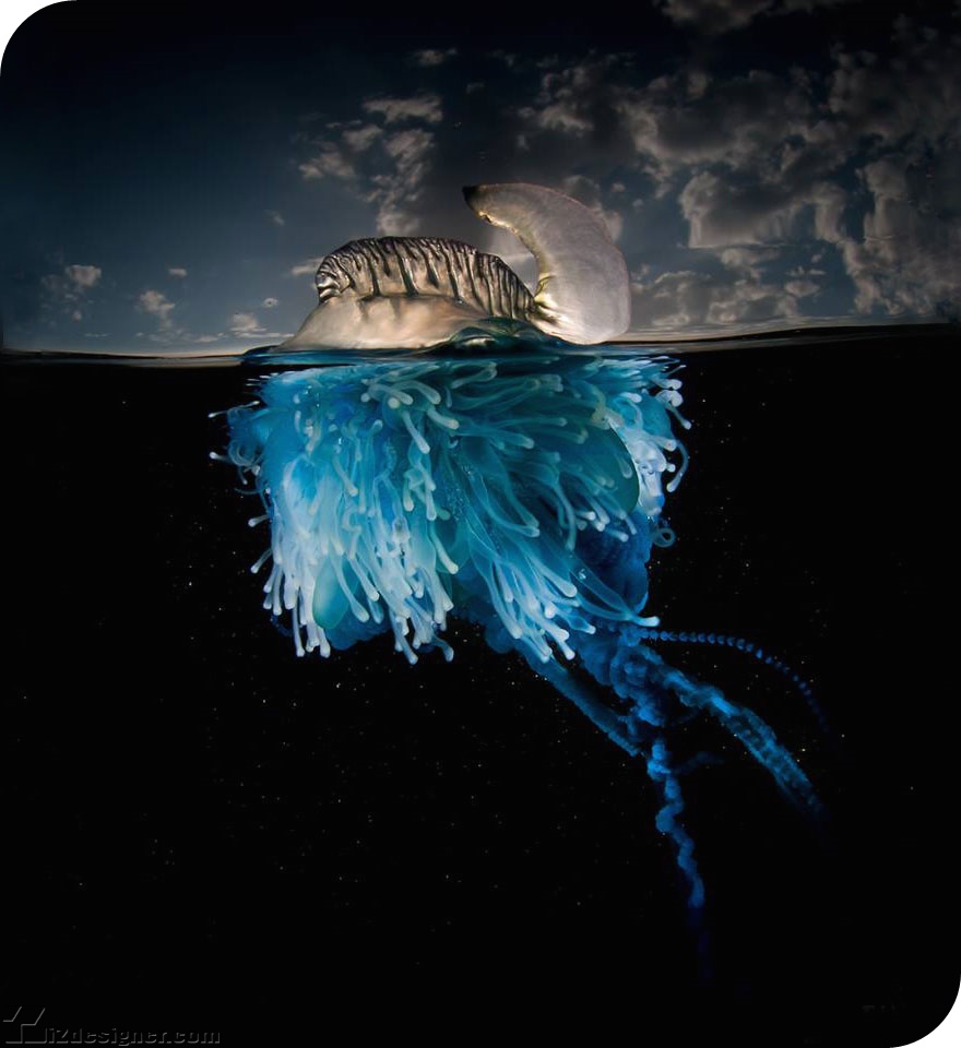 iZdesigner.com - Nghệ thuật nhiếp ảnh dưới nước tuyệt đẹp bởi Matty Smith