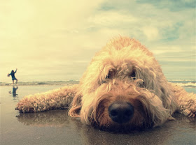 Cute dogs - part 7 (50 pics), dog in the beach