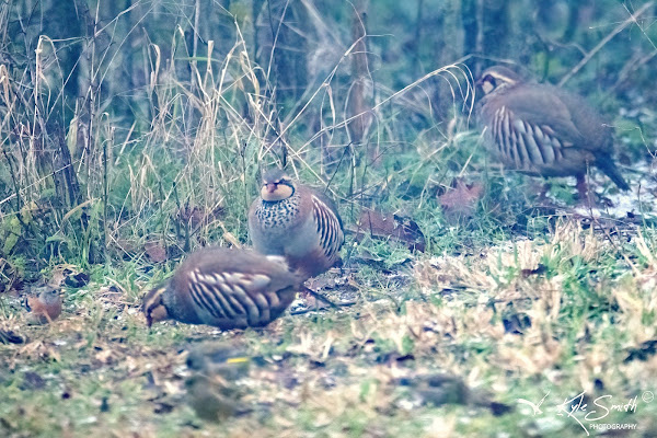 Red-legged partridge