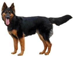 Czech Shepherd Dog