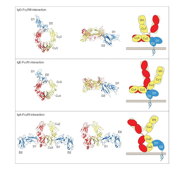 Structures of antibody–leukocyte Fc receptor interactions.