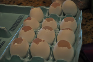 Egg carton full of empty egg shells, the tops have been carefully broken away to make a 1 inch hole