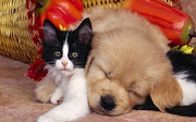 Cute Animal Pics (cute cat and dog)