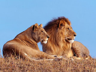 2 dangerous lions on grass