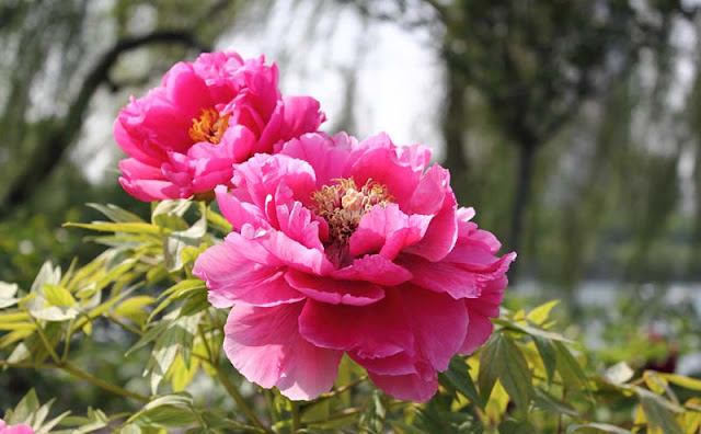 Peony Flowers Pictures